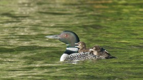 Baby Loons