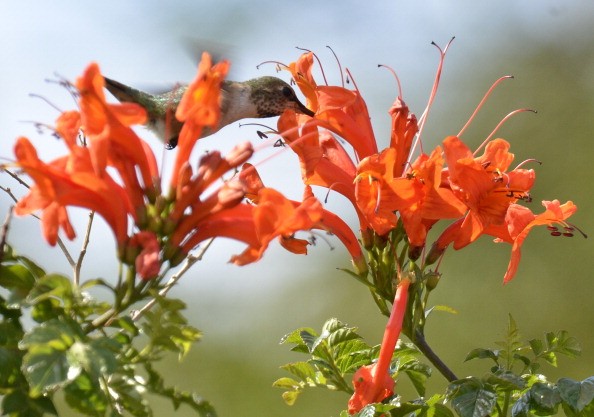  humming bird collects nectar from a 