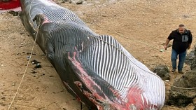 Stranded Fin Whale