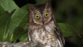 New Owl Species Discovered in Indonesia