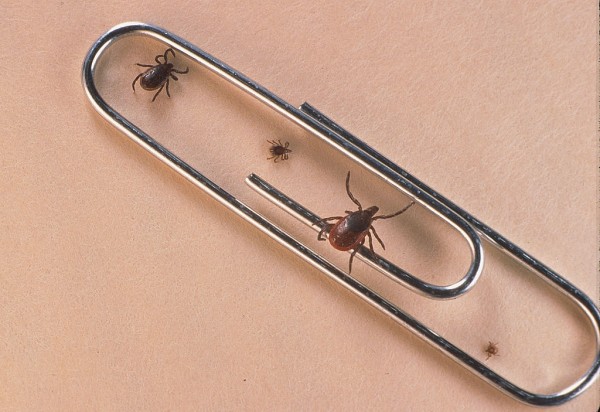 Tick bugs