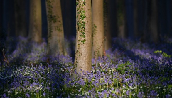 BELGIUM-NATURE-BLUEBELLS