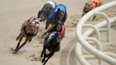 Nottingham Greyhound Racing