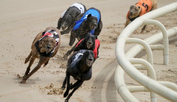 Nottingham Greyhound Racing