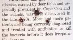 Close Up Of An Adult Female Deer Tick Dog Tick And A Lone Star Tick Are Shown June 15