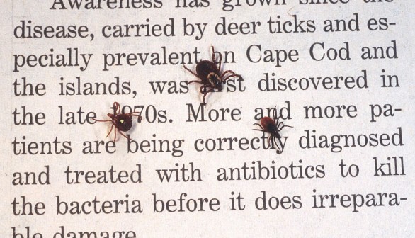 Close Up Of An Adult Female Deer Tick Dog Tick And A Lone Star Tick Are Shown June 15