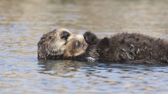 sea otter and her pup