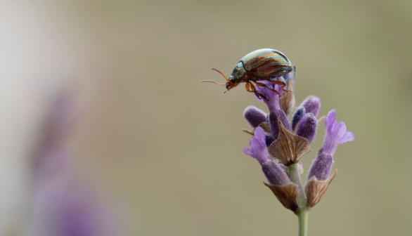 Rosemary Beetle Thrives In UK's Warming Climate