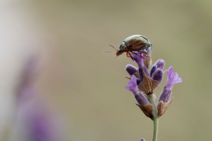 Rosemary Beetle Thrives In UK's Warming Climate