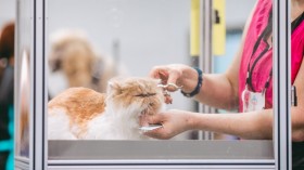 What You Need to Know About Becoming a Veterinarian