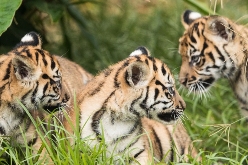 Rare Sumatran Tiger Cubs Make Public Debut At Taronga Zoo