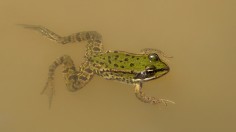 GERMANY-ANIMALS-FROG