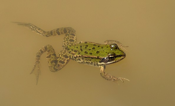 Mexico Has Identified Six New Kinds of Small Frogs According to