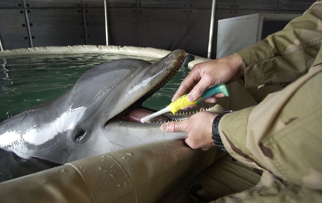 Trained Russian Navy Dolphins are Protecting Black Sea Naval Base,  Satellite Photos Show - USNI News