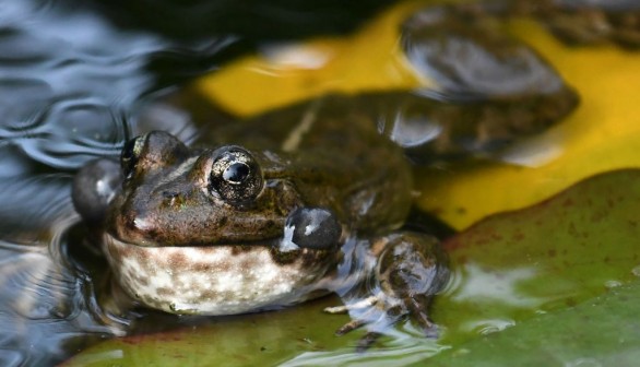 FRANCE-ANIMAL