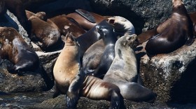 US-ENVIRONMENT-HARBOR-SEALS