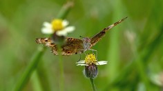 SINGAPORE-ENVIRONMENT-INSECT