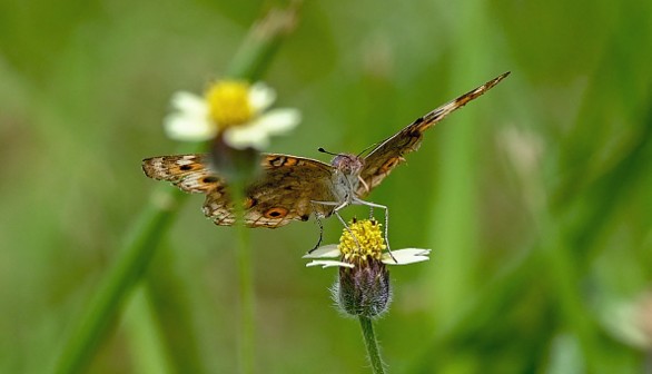 SINGAPORE-ENVIRONMENT-INSECT