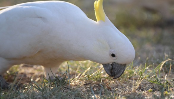 Sulphur-crested cockatoos