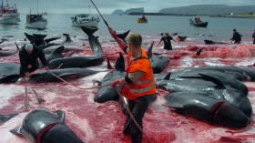 annual pilot whale hunt in Faroe Islands, Denmark