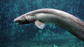Deep-Sea Fish, Frill Shark Found Alive In Numazu, Japan