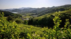 SKOREA-ECONOMY-AGRICULTURE-TEA