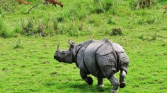 INDIA-RHINO-CENSUS