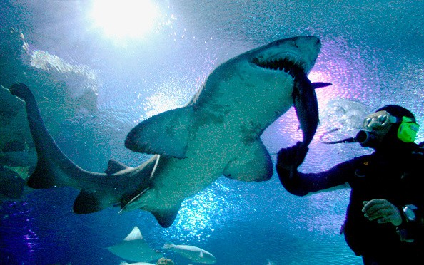 MALAYSIA-DIVE-WITH-SHARKS