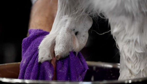 Westminster Kennel Club Hosts Its Annual Dog Show In New York