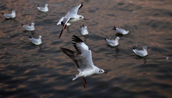 THAILAND-ENVIRONMENT-BIRDS