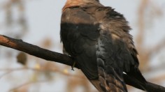 Common Cuckoo 