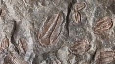 Many trilobite fossils in a slab of stone.