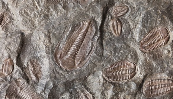Many trilobite fossils in a slab of stone.
