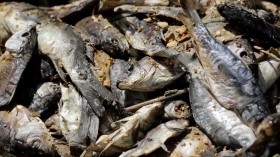 Fish waste