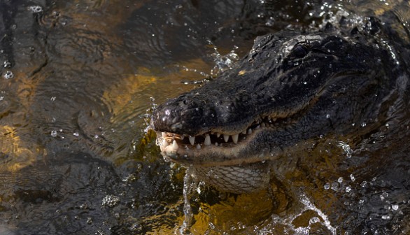 Florida To Give Out 24-Hour Permits During Alligator Hunting Season