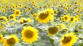 People stroll through a flower garden fi