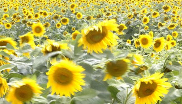 People stroll through a flower garden fi