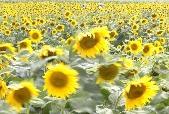 People stroll through a flower garden fi