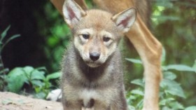 red wolf pup born at Land Between the lakes, Golden Pond, Kentucky
