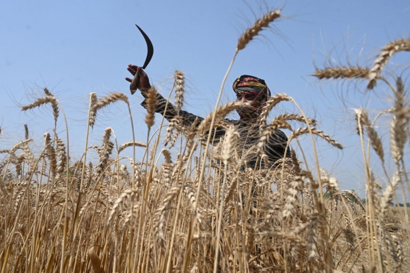 PAKISTAN-AGRICULTURE-LABOUR