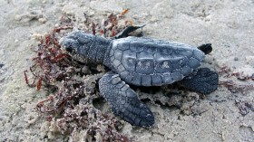 Kemp's rickey sea turtle