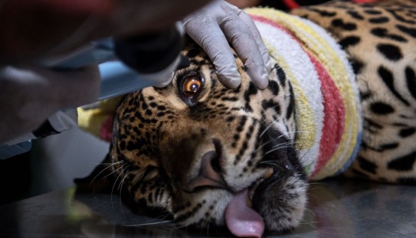 BRAZIL-ENVIRONMENT-WILDLIFE-JAGUARS