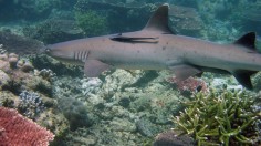 Shark at Tubbataha