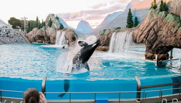 Killer Whale Show, SeaWorld (2400*1600)