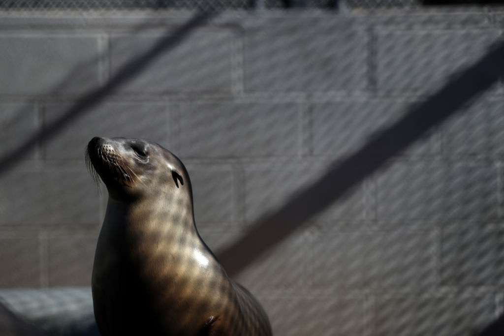 'Freeway' the Wayward Sea Lion Spotted Again Traveling Urban San Diego: Sea World Officials Say
