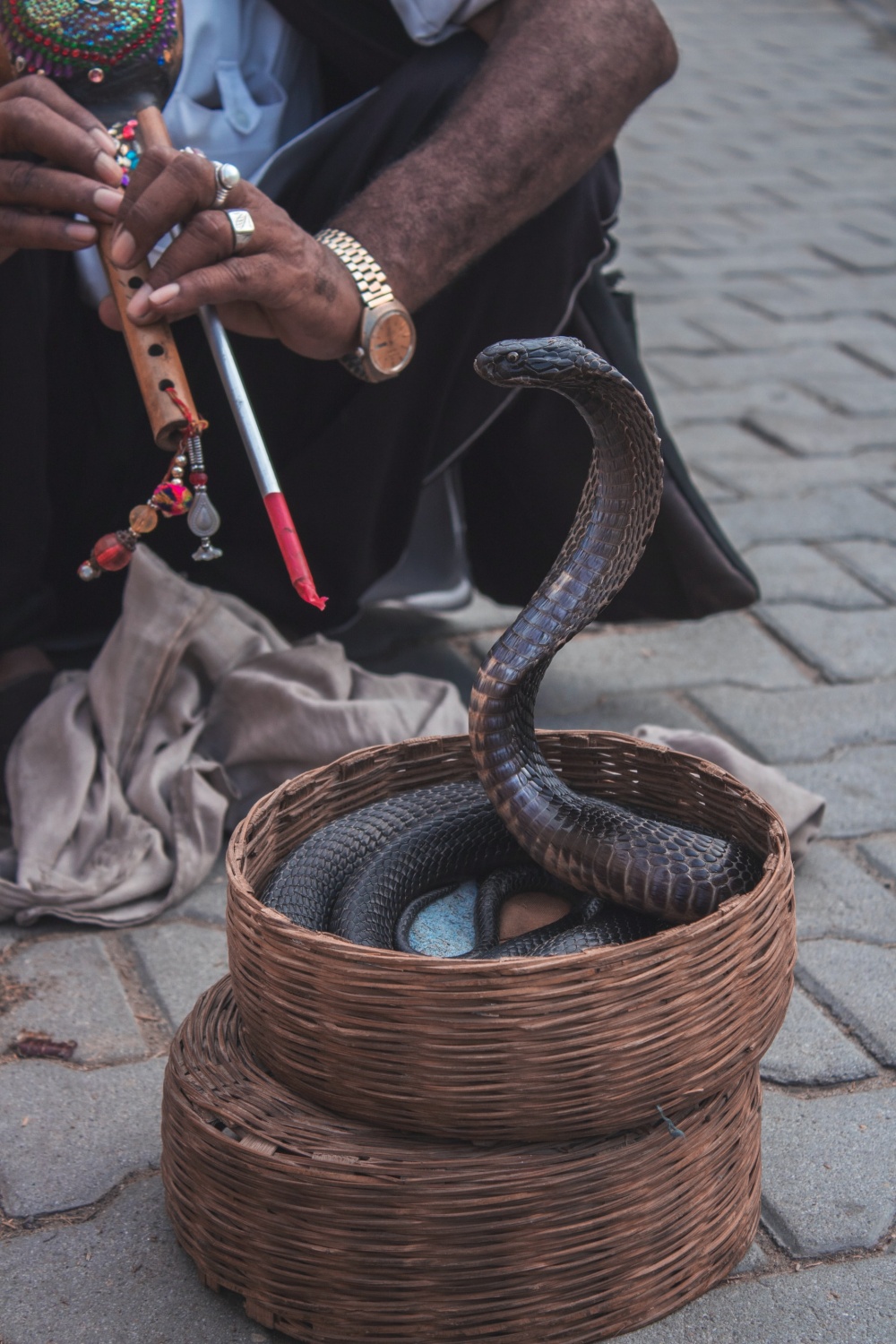 Snake Charmer Dies From Venomous Cobra Bite in Mouth and Finger