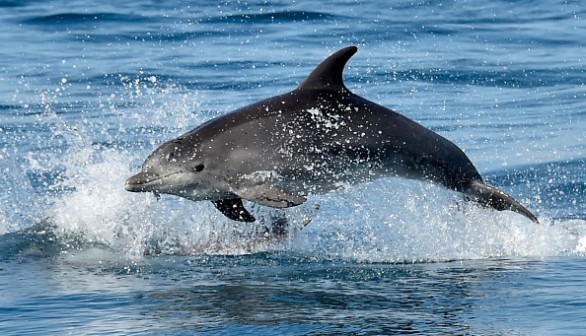 FRANCE-NATURE-ENVIRONMENT-OCEAN-ANIMAL-ENERGY-ELECTRICITY