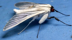 Moth species