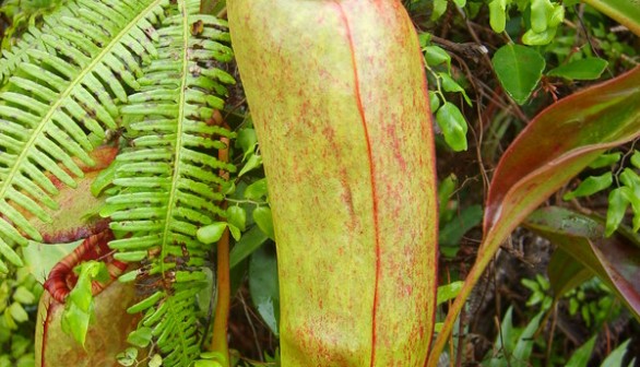 Nepenthes bokorensis pitcher plant