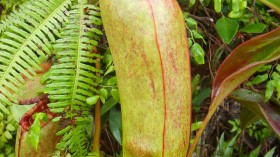 Nepenthes bokorensis pitcher plant